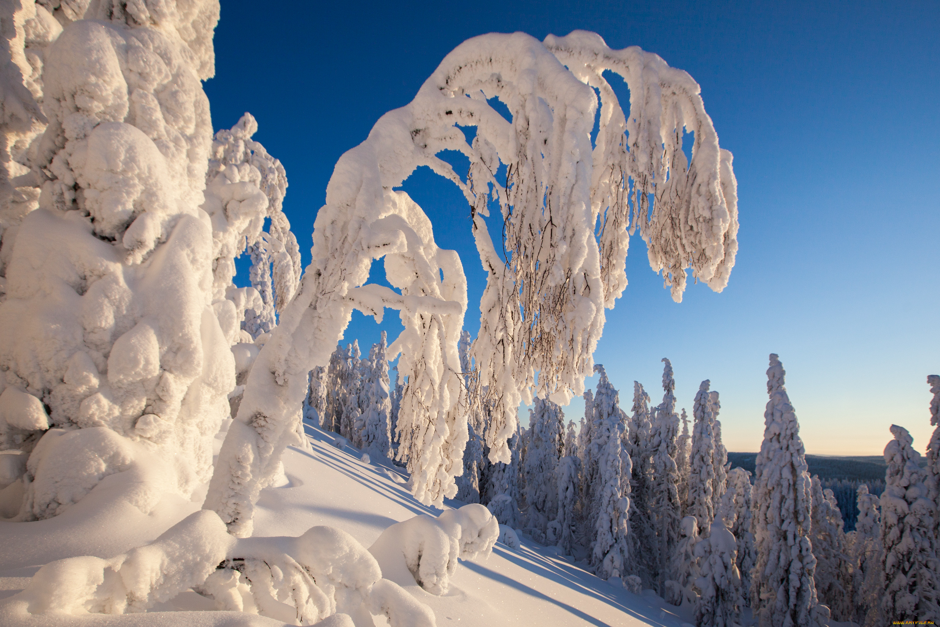 Картинка зимний период. Зима снег. Деревья в снегу. Заснеженные деревья. Красивая зима.